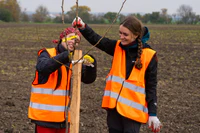 foto - sázení stromů, silničáři 08.jpg